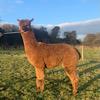 TOFT Nautilus Light Fawn Stud Male standing at TOFT Alpaca Stud